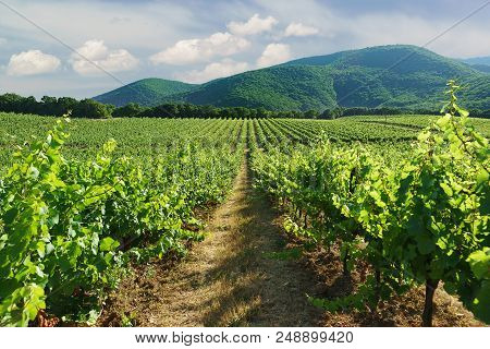 The Rows Of Vineyards Leaving In The Distance Against Mountain Slopes Near The Village Of Abrau-durs