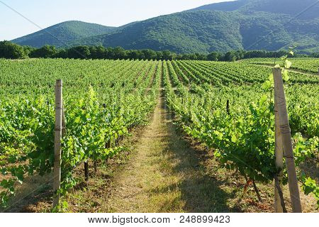 Leaving Into The Distance Rows Of Vineyards On The Background Of Mountain Slopes Near The Village Of