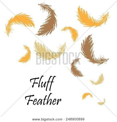 Drawing, Fluff, Feathers, Set, Pattern, Birds Feather