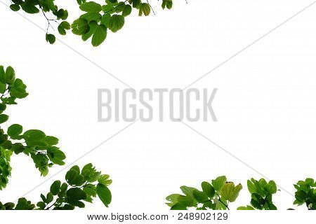 Purple Orchid Tree Leaves On White Isolated Background For Green Foliage Backdrop