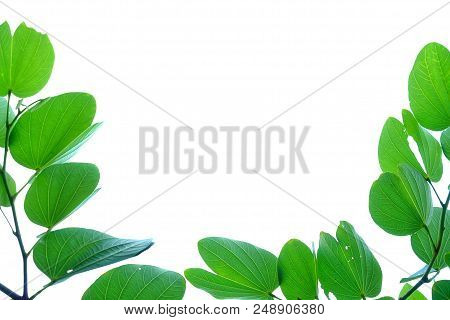 Purple Orchid Tree Leaves With Branches On White Isolated Background For Green Foliage Backdrop