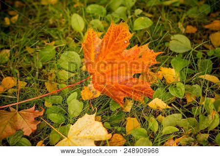 Close Up Colorful Red Colors And Green Color, Japanese Autumn With Maple Leaf Fall In The Moss Grass