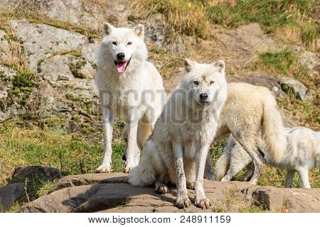 Artic Wolfs In A Forest In Ontario In Canada