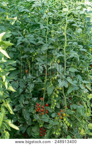 Bio Farming In Italy, Cultivation Of Sweet Cherry Tomatoes In Greenhouse, Agriculrutal Region Near F