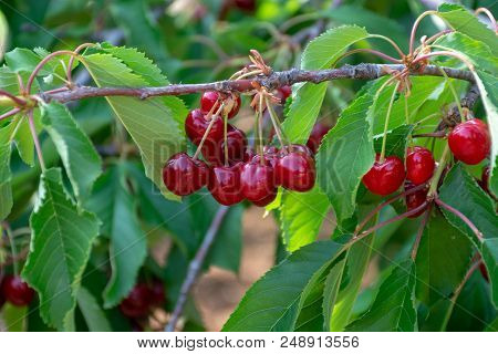 Cherry Tree Orchard With Fresh Ripe Cherries Fruits Near Cipy Turi, Capital Of Cherry In Apulia, Ita