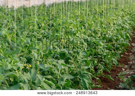 Bio Farming In Italy, Cultivation Of Tomatoes In Greenhouse, Agriculrutal Region Near Fondi, Lazio,