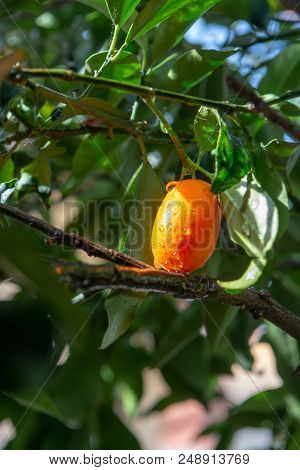 Tropical Small Ripe Orange Citrus Fruits Kumquats On Tree, Close Up, Ready To Harvest