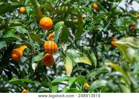 Tropical Small Ripe Orange Citrus Fruits Kumquats On Tree, Close Up, Ready To Harvest