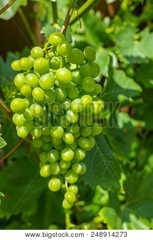 Riesling White Wine Grapes Plant In Vineyard With Growing Unripe Grapes Close Up