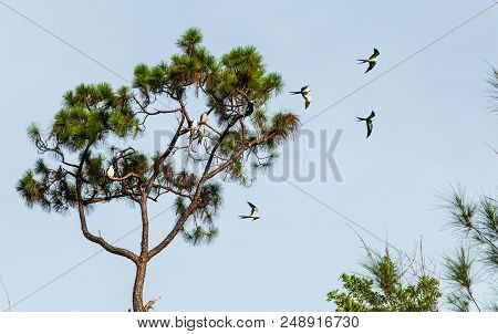 Swallow-tailed Kites Flock In The Pine Trees Of Naples, Florida
