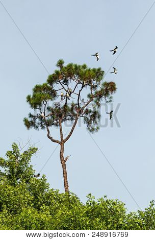 Swallow-tailed Kites Flock In The Pine Trees Of Naples, Florida