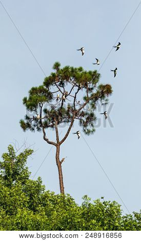 Swallow-tailed Kites Flock In The Pine Trees Of Naples, Florida