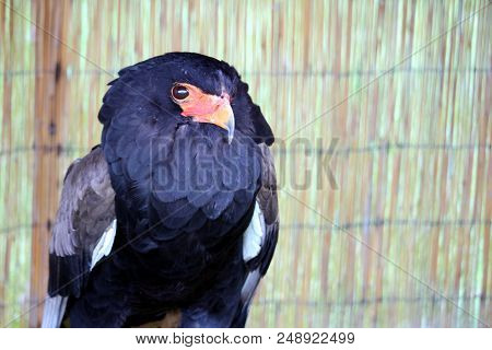 Portrait Of A Bataleur Eagle (terathopius Ecaudatus) With Its Distinctive Black Ruff And Orange Hook