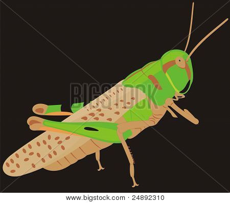 Velké locust