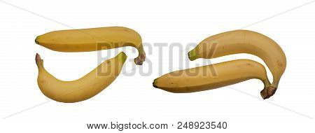 Cavendish Banana (kluai Hom Thong) Banana Famous In Thailand.