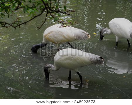 Asian Openbill Or Asian Openbill Stork Bird (anastomus Oscitans) (selective Focus)