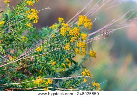 Blossoming Spring Acacia Or Mimosa Dealbata In Spring.