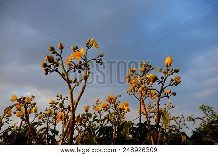Buttercup Tree Blossom Bright  In Yellow