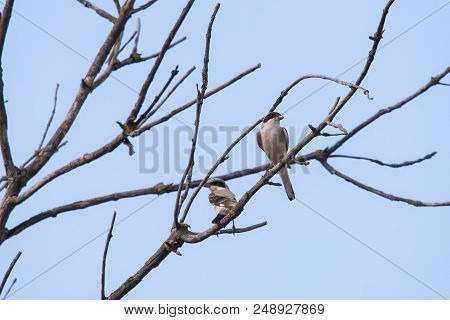 Two Grey Shrike Or Lanius Excubitor Perching On Tree Branch