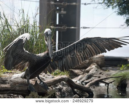Grey Pelican Bird With Wide Wing Span