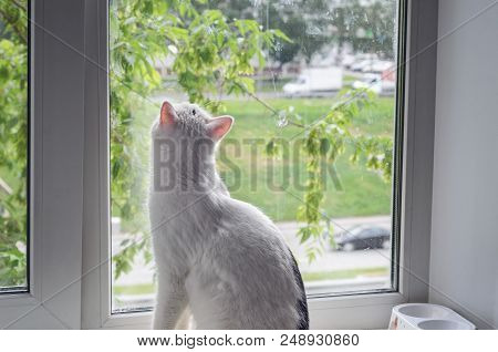 White Cat Looking Out The Window On A Summer Rain, View From The Back