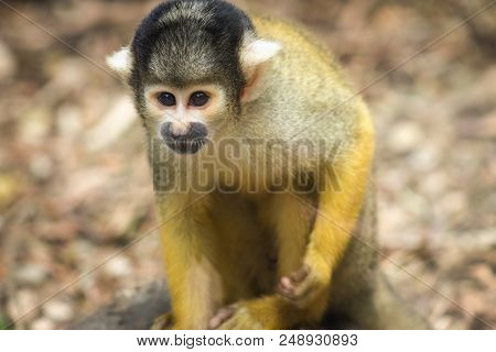 The Black-capped Squirrel Monkey (saimiri Boliviensis) Is A South American Squirrel Monkey, Found In