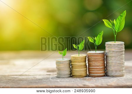 Tree Growing On Coins Stack With Sun Ray For Saving Money Concept