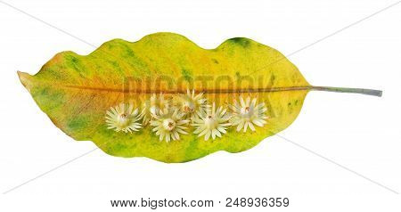 Beautiful Flower, Aromatic Mimusops Elengi, Spanish Cherry, Medlar, Bullet Wood Or Bokul Flowers On 