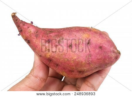 Vegetable And Fruit, Hand Hodling Raw Orange Sweet Potatoes Isolated On White Background. High In Vi