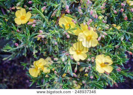 Halimium Libanotis Plant With Small Yellow Blossoms. Rock Rose.close Up.