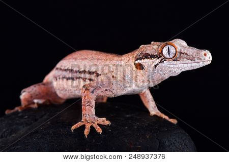 The Gargoyle Gecko (rhacodactylus Auriculatus) Is A Medium Sized, Endangered, Gecko Species Endemic 