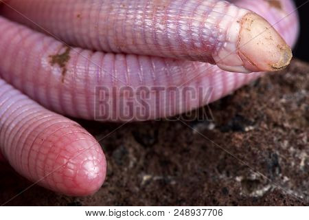 The Wedgesnouted Worm Lizard (monopeltis Decosteri) Is A Unique, Bizar, Legless Lizard Species, Rare