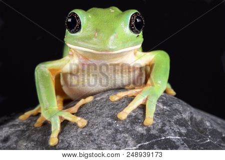 The Mexican Leaf Frog, (pachymedusa Dacnicolor) Is A Giant Tree Frog Species Endemic To Mexico.
