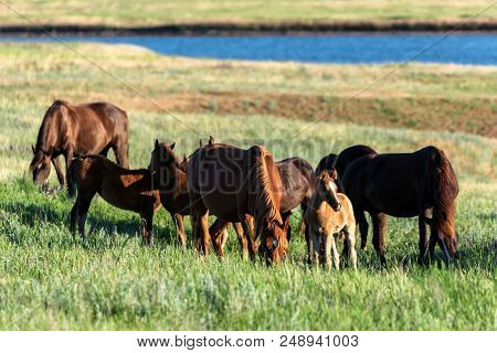 Mustangs Or Wild Horses Graze On Meadow In Rostov National Reserve, Russia