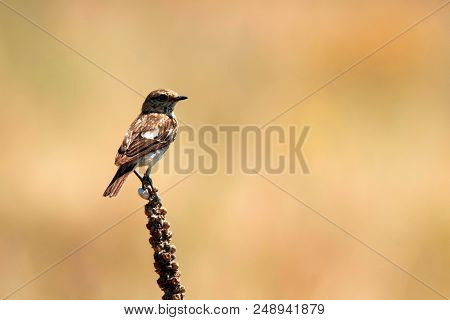Female Europian Stonechat Or Saxicola Rubicola Is Pearching On Twig