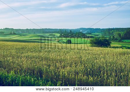 Meadow In Summer Tieme. 2016 Travel Photo. Travel Photo.