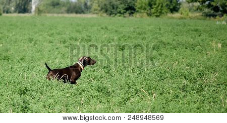 A Young Muscular Brown Hunting Dog Is Standing In A Point In The Field Among The Green Grass. A Spri