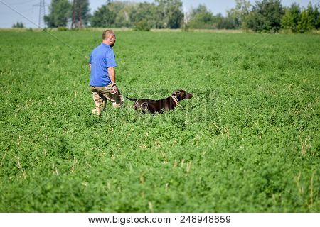 A Young Muscular Brown Hunting Dog Is Standing In A Point In The Field Among The Green Grass. A Spri