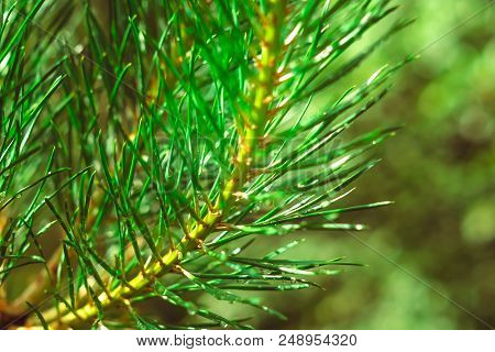 Pine Tree Branch During The Rain With Water Drops On Its Needles In The Evening. Water Drops Falling