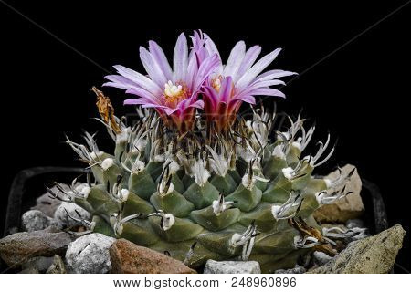 Cactus Turbinicarpus Alonsoi With Flower Isolated On Black.
