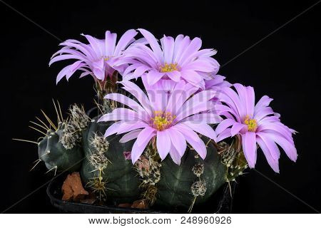 Cactus Echinocereus Knippelianus With Flower Isolated On Black.