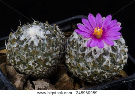 Cactus Pelecyphora Stromboliformis With Flower Isolated On Black.
