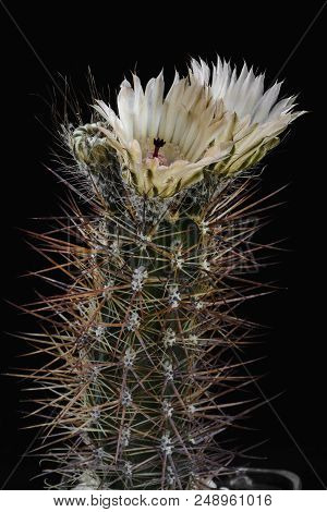 Cactus Austrocactus Patagonicus With Flower Isolated On Black.