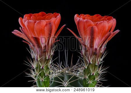 Cactus Echinocereus Octacanthus With Flower Isolated On Black.