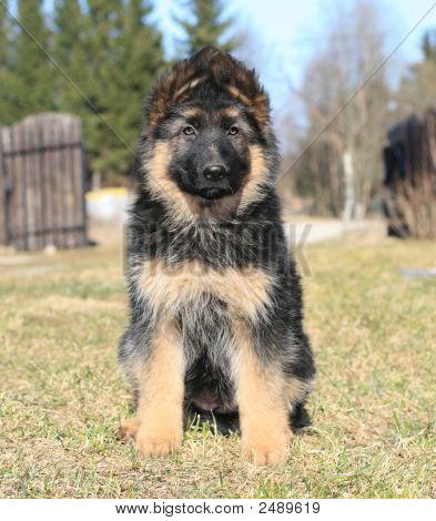 Filhote de cachorro