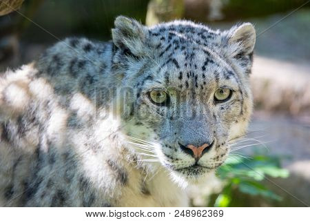 Big White Cat Snow Leopard - Irbis, Uncia Uncia