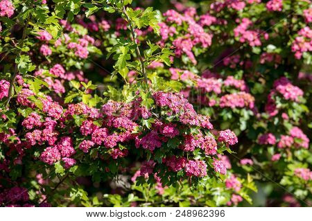 Pink Flowers Hawthorn Tree
