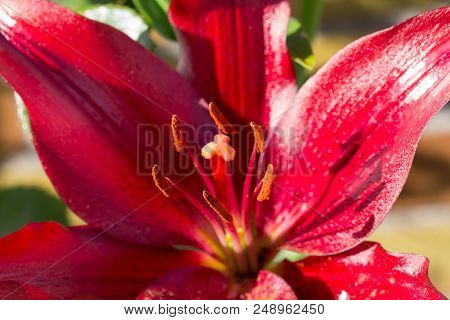 Beautiful Lily Flower In Bloom