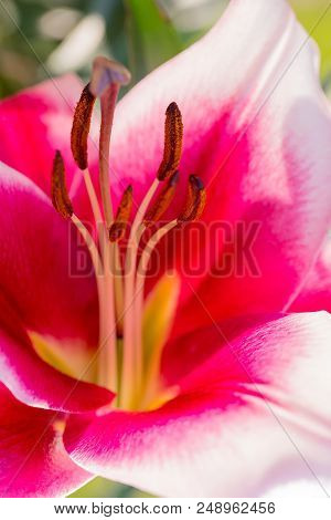 Beautiful Lily Flower In Bloom