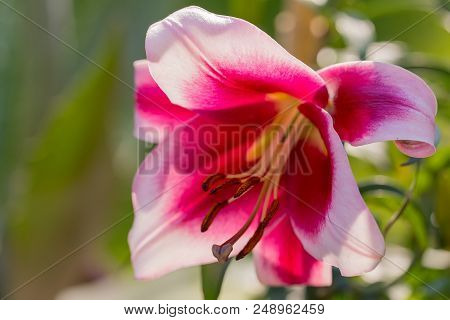 Beautiful Lily Flower In Bloom